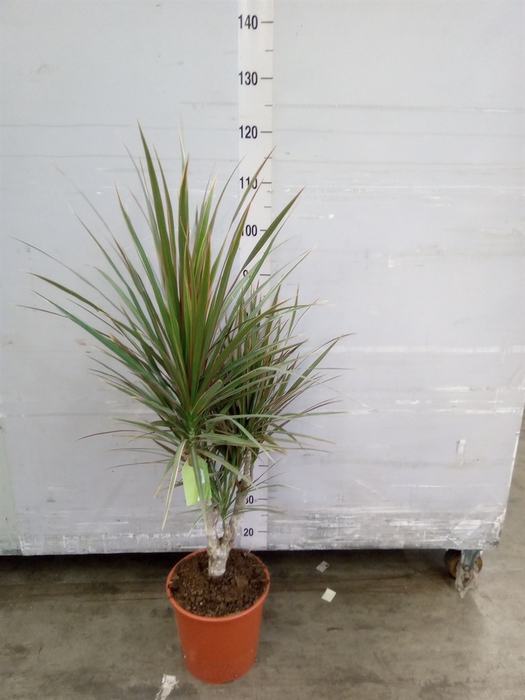 <h4>Dracaena marg. 'Bicolor'</h4>