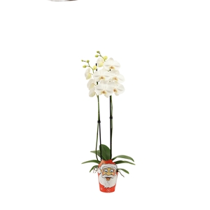 Potcover Santa Claus Phal Wit 2T14+