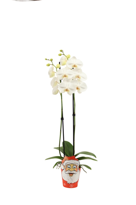 <h4>Potcover Santa Claus Phal Wit 2T14+</h4>