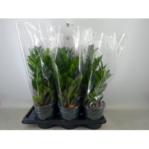 Zamioculcas zamiifolia