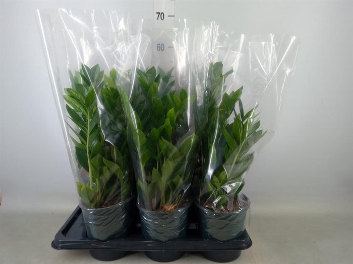 <h4>Zamioculcas zamiifolia</h4>
