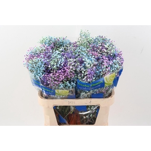 Gy Xlence Gr Frozen 40gr