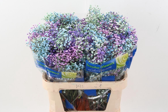 <h4>Gy Xlence Gr Frozen 40gr</h4>