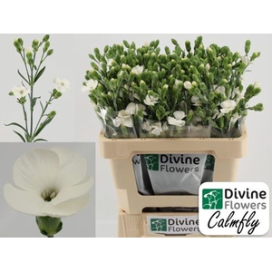 Dianthus TR 'Solandis Calmfly'