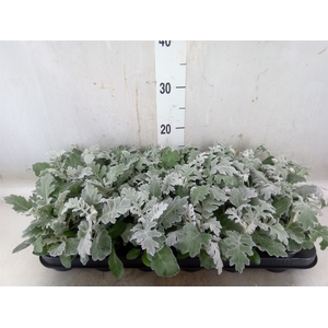 Jacobaea maritima