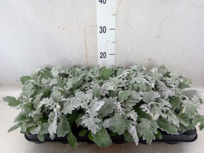 <h4>Jacobaea maritima</h4>