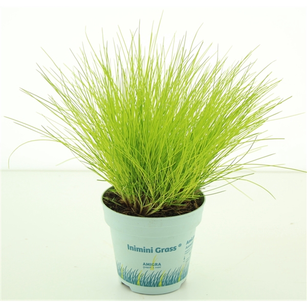 <h4>Festuca glauca AmiGold®</h4>