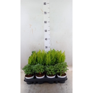 Chamaecyparis  'Woody World'  ..mix