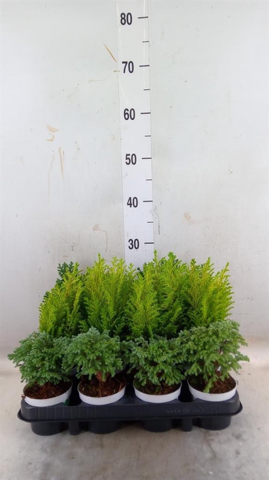 <h4>Chamaecyparis  'Woody World'  ..mix</h4>