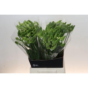 Ornithogalum Thyrsoides