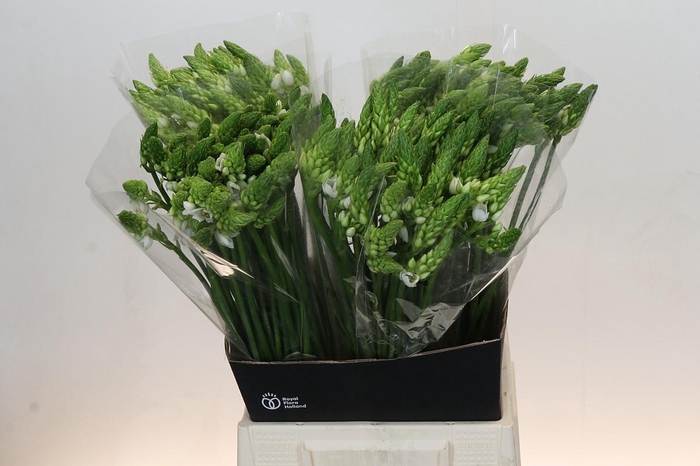 <h4>Ornithogalum Thyrsoides</h4>