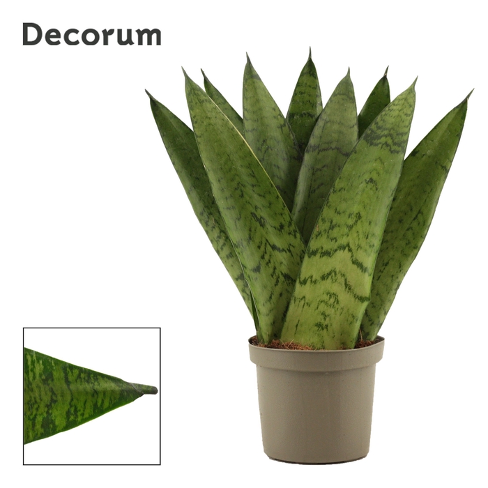 <h4>Sansevieria Zeylanica Fan 9 cm (Decorum)</h4>