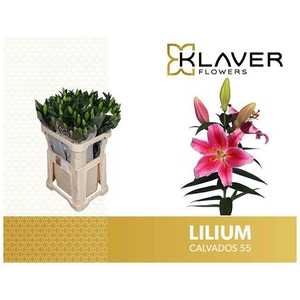 Li Or Calvados 5+ Klaver
