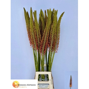 EREMURUS CLEOPATRA