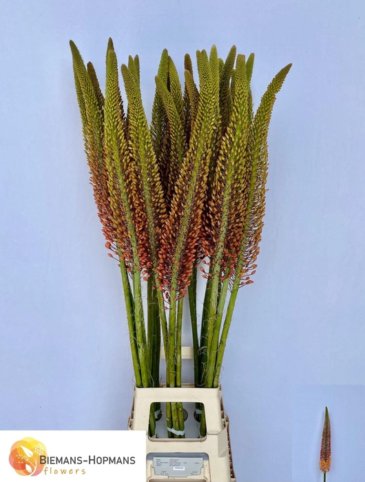 <h4>EREMURUS CLEOPATRA</h4>