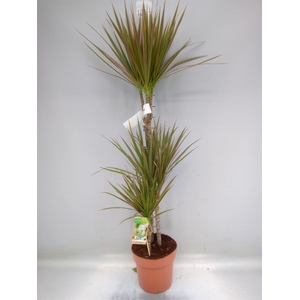 Dracaena marg. 'Bicolor'