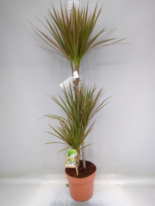 <h4>Dracaena marg. 'Bicolor'</h4>