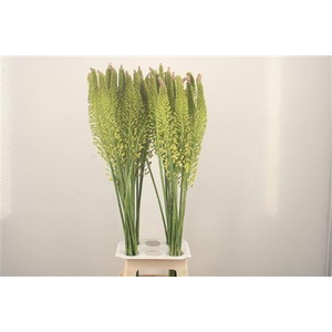 Eremurus Yellow Rebel