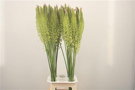 <h4>Eremurus Yellow Rebel</h4>