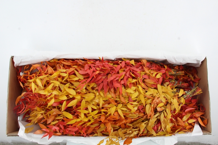 PF RUSCUS LEAFS AUTUMN BS 100GR