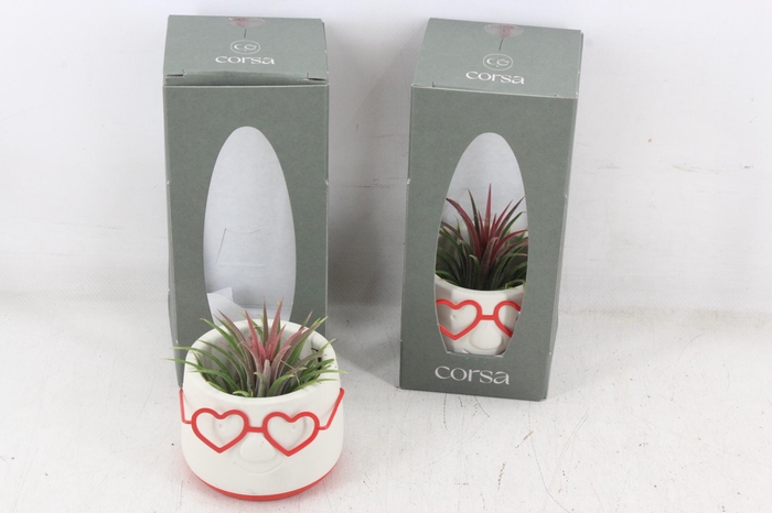 <h4>arr3 CP - Love Dude gift pack</h4>