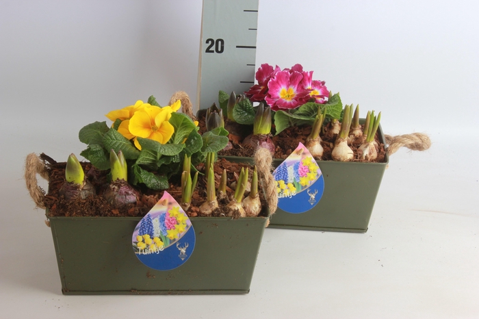 <h4>ARR BOL KNOLGEWAS</h4>