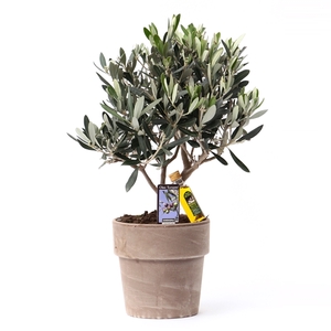 Olea Olijf in pot Verona