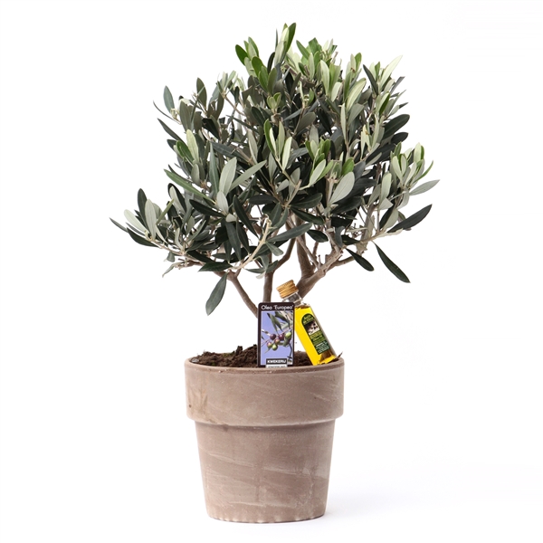 <h4>Olea Olijf in pot Verona</h4>