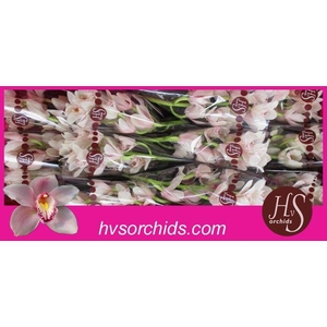 CYMB T DELMONTE 50 CM