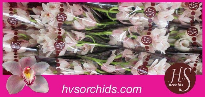 <h4>CYMB T DELMONTE 50 CM</h4>