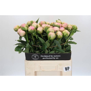 Paeonia dinner plate