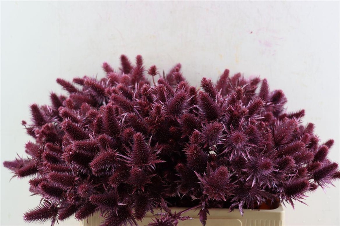 <h4>Eryn Kbh Gl Metallic Pink Stem</h4>