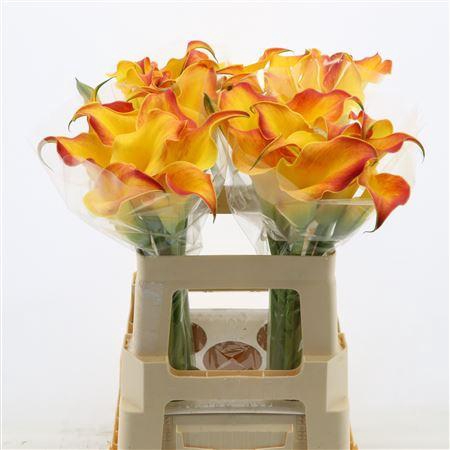 <h4>Calla Callista</h4>