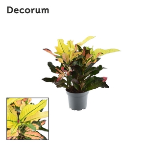 Croton Wilma kopstek (Decorum)