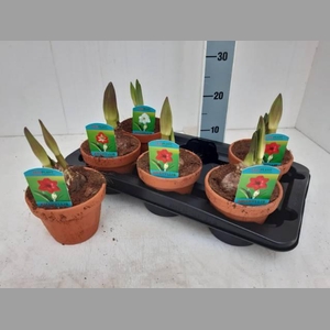 HIPP GEM 2 STELEN TERRACOTTA