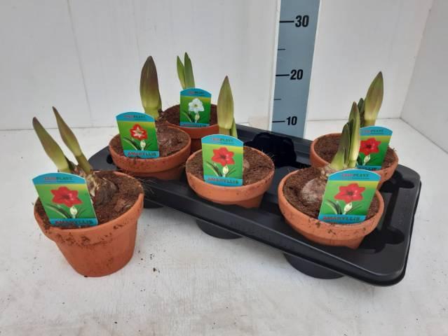 <h4>HIPP GEM 2 STELEN TERRACOTTA</h4>