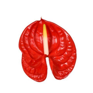 ANTH A RAMBLA 24 Smart P