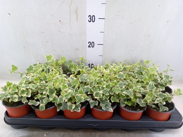 <h4>Hedera helix 'White Wonder'</h4>