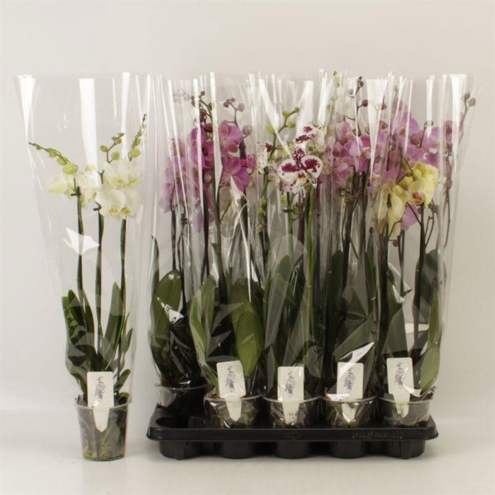 <h4>PHAL GEM 6 KL</h4>