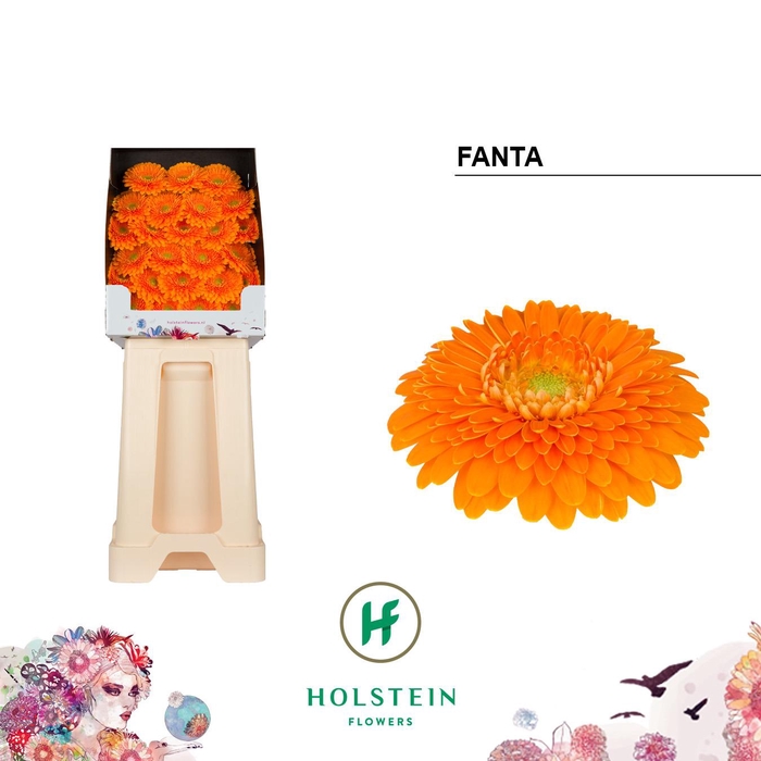 <h4>Ge Bv Pom Fanta</h4>