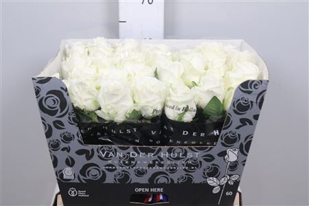 <h4>Rosa GR 'Noelia'</h4>