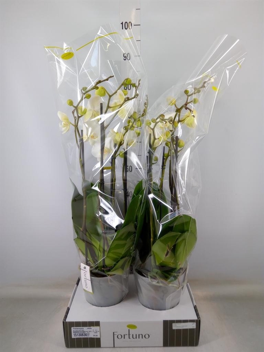 <h4>Phalaenopsis   ...white</h4>