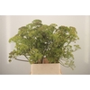 FOENICULUM VULGARE*