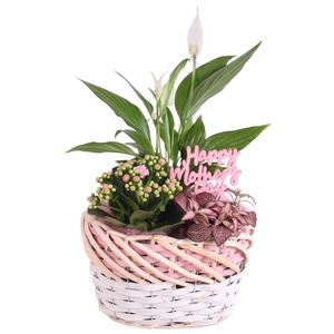 Mothersday Arr. Indoor Willow Basket Oval Threetone Ø25cm 3PP