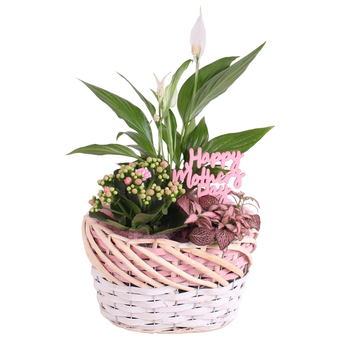 <h4>Mothersday Arr. Indoor Willow Basket Oval Threetone Ø25cm 3PP</h4>