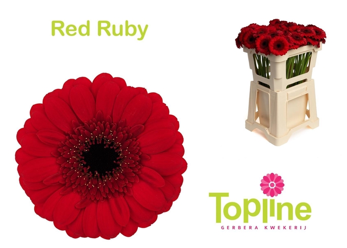 <h4>GE MI RED RUBY</h4>