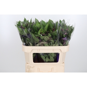 Clem Di Bl Pirouette