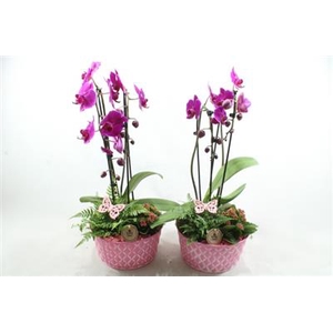 0496 ZINK ROZE CASCADE