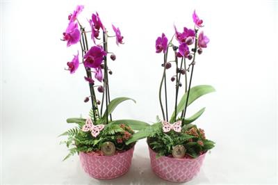 <h4>8054 Zink Roze Phal</h4>