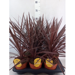 Cordyline austr. 'Red Star'